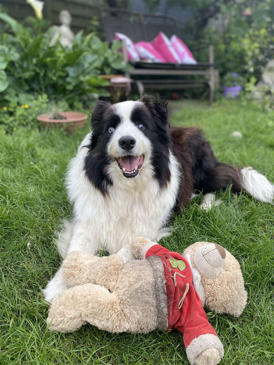 Even though Joe is blind he loves playing fetch with his teddies