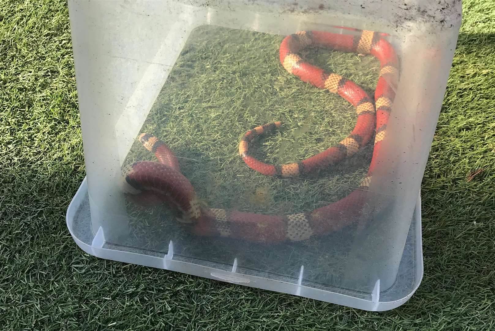 The three-foot snake was found in a garden in Margate. Picture: RSPCA (7464561)