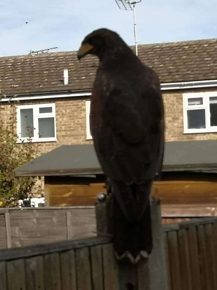 The Harris hawk on the garden fence