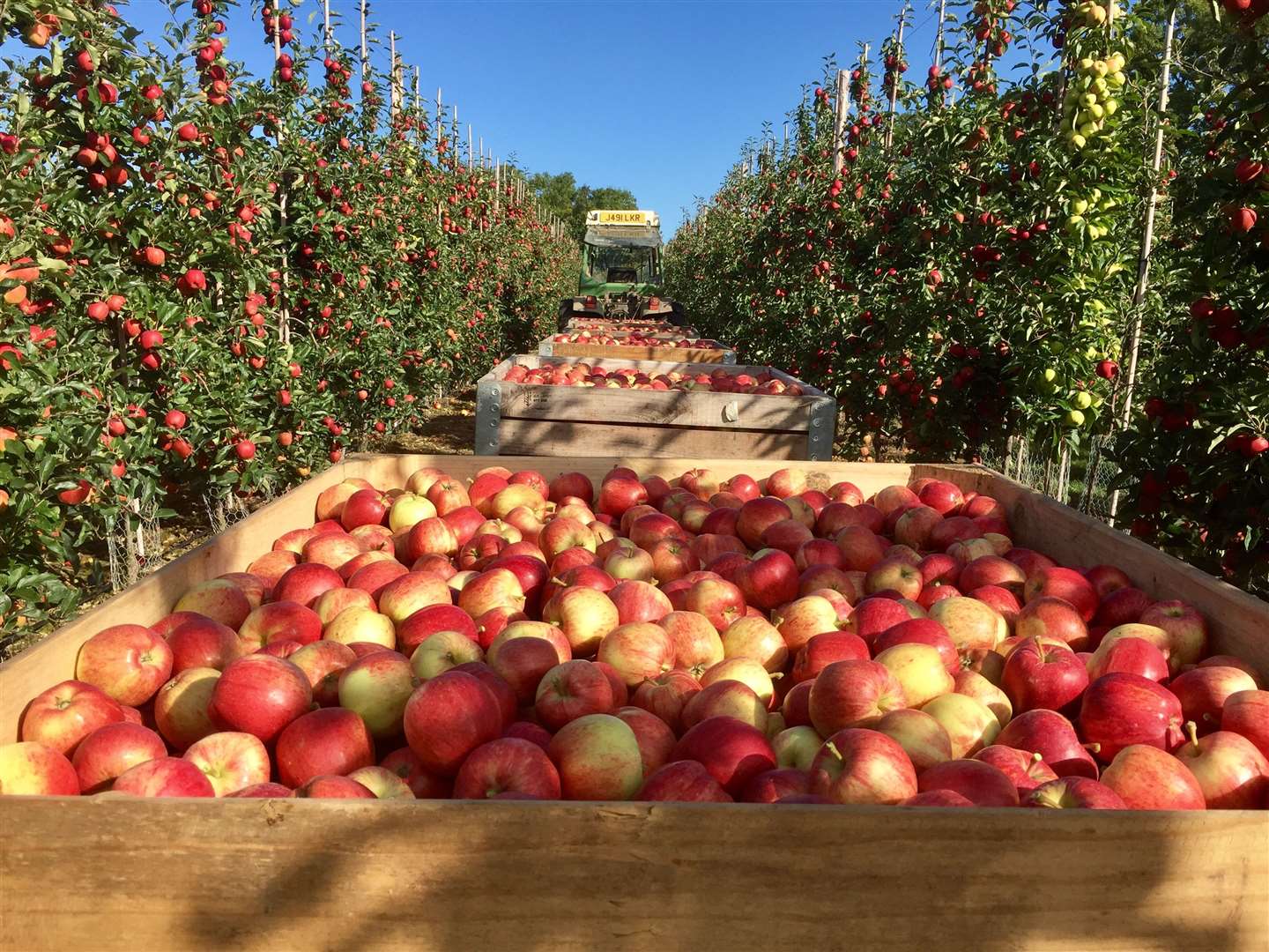 AC Goatham has 25 farms across Kent and grows 350 million apples and 55 million pears each year