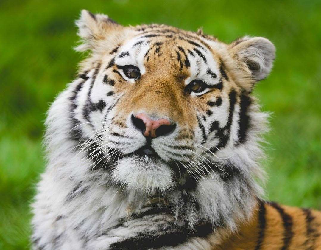 Arina the Amur tiger has died at the age of 10. Picture: Howletts, the Aspinall Wild Animal Park/Facebook