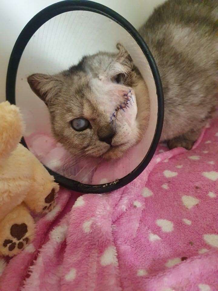 Bella recovering after her surgery. Picture: RSPCA Canterbury and District Animal Centre