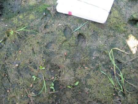 Paw print of suspected big cat. Picture by Pete Gardner