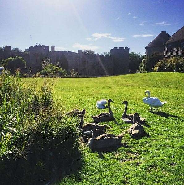 Actor Will Moseley pictures swans at the castle. Pic William Moseley (Instagram @goodproblemstohave)