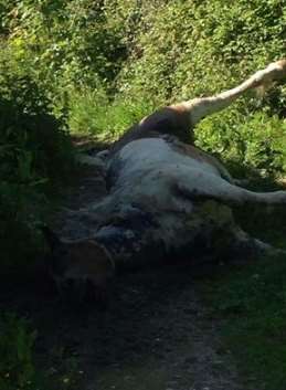 Horse found with throat slit