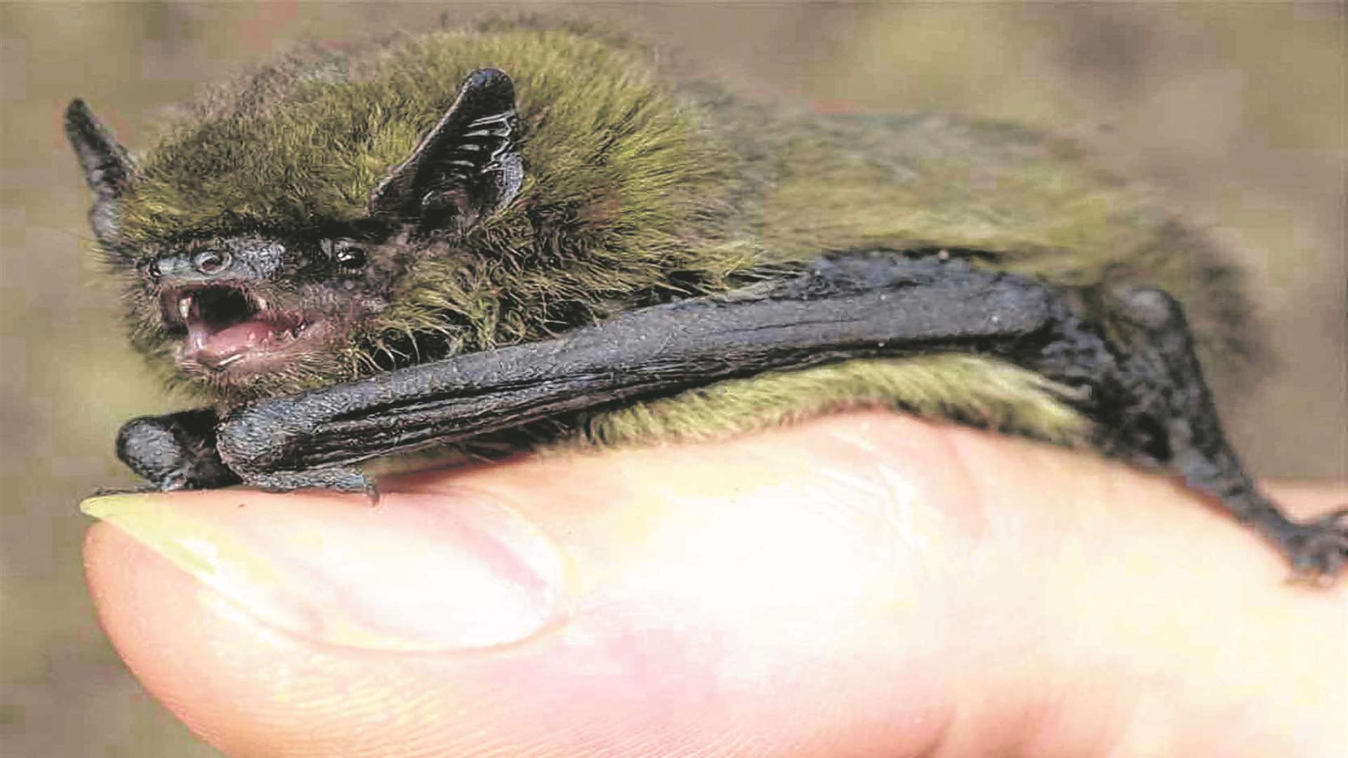 A pipistrelle bat