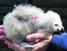 One of the two eagle owl chicks now being hand-reared by keepers at Wildwood