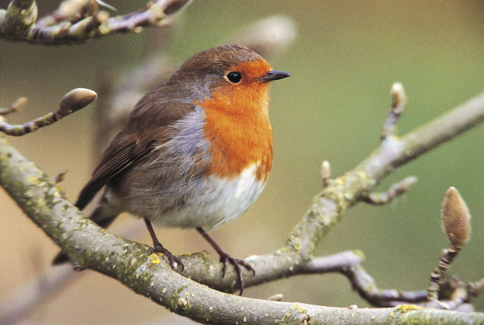 Every creature spotted will count, says the RSPB, in helping it understand populations