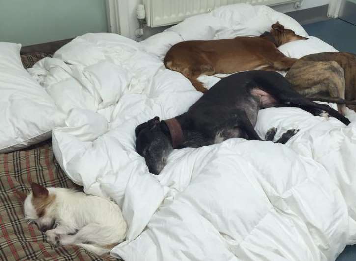 Ivan set up a bed on the floor of the prep room but his dogs got there first. Picture: Vets4Pets