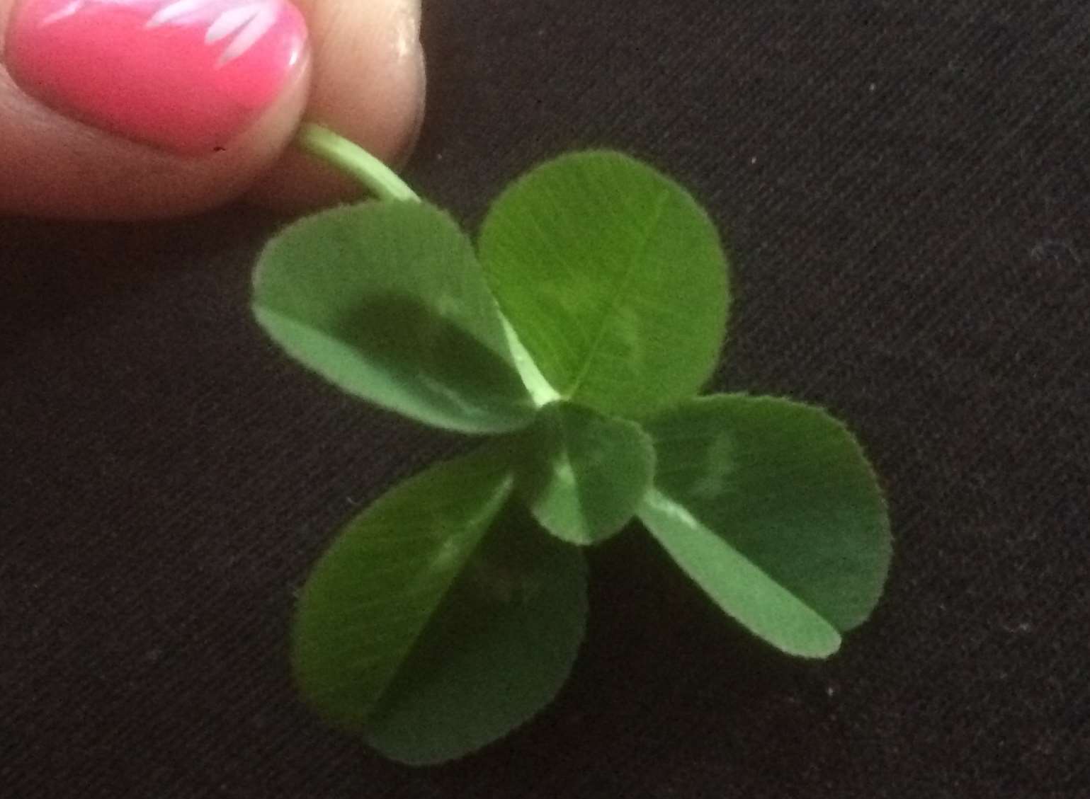 Tom wants to keep the five-leaf clover forever. Picture: Kate Kent