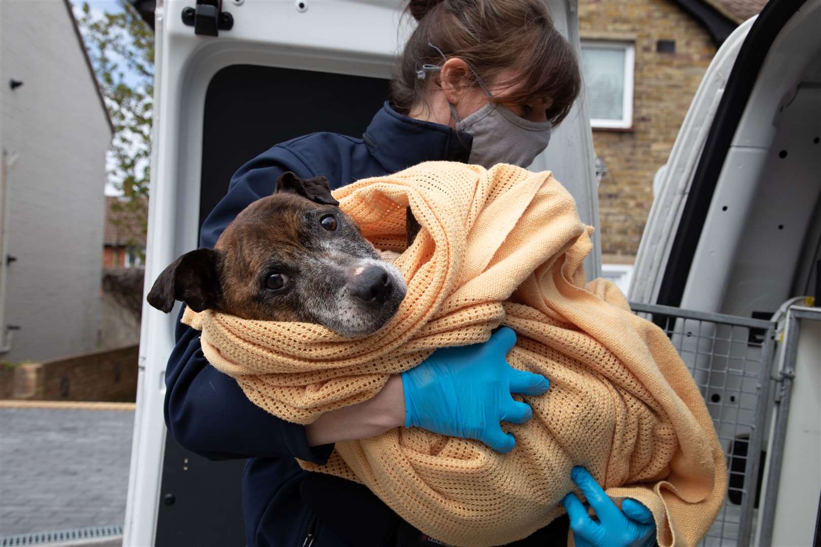 Mercedes the Staffie being put in the RSPCA van. Picture: RSPCA