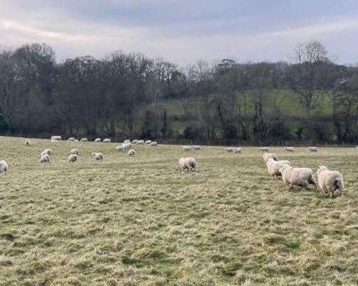 The sheep have been found after they were reported stolen. Picture: Lauren Thompson