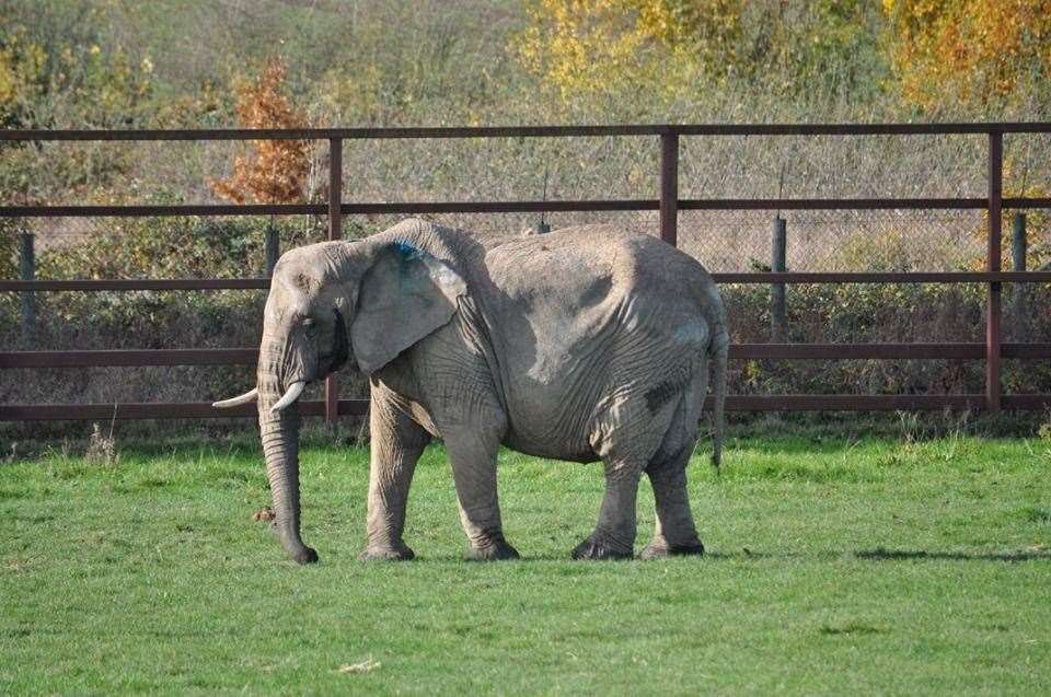 The ageing elephant was known as "the queen mother" by her keepers (16178851)