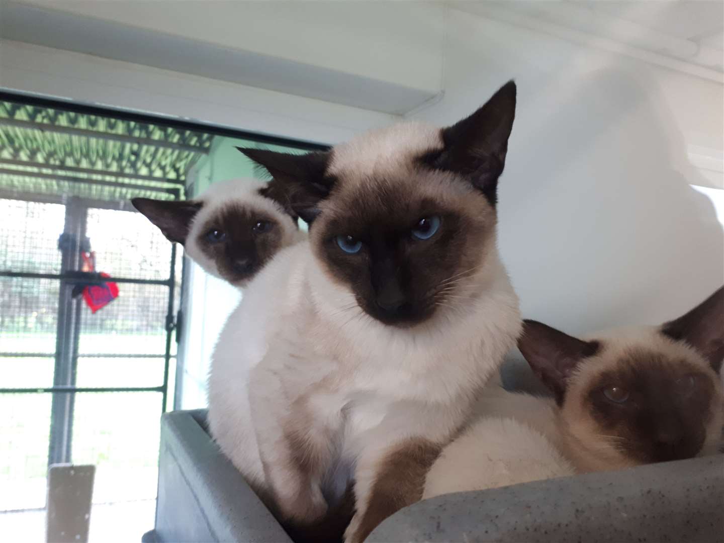 Eleven Siamese cats are being looked after by RSPCA Leybourne after 55 were found in one home (7879137)