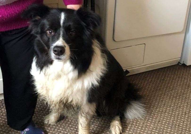 Moss, a border collie, managed to start a kitchen fire at his home in Sittingbourne