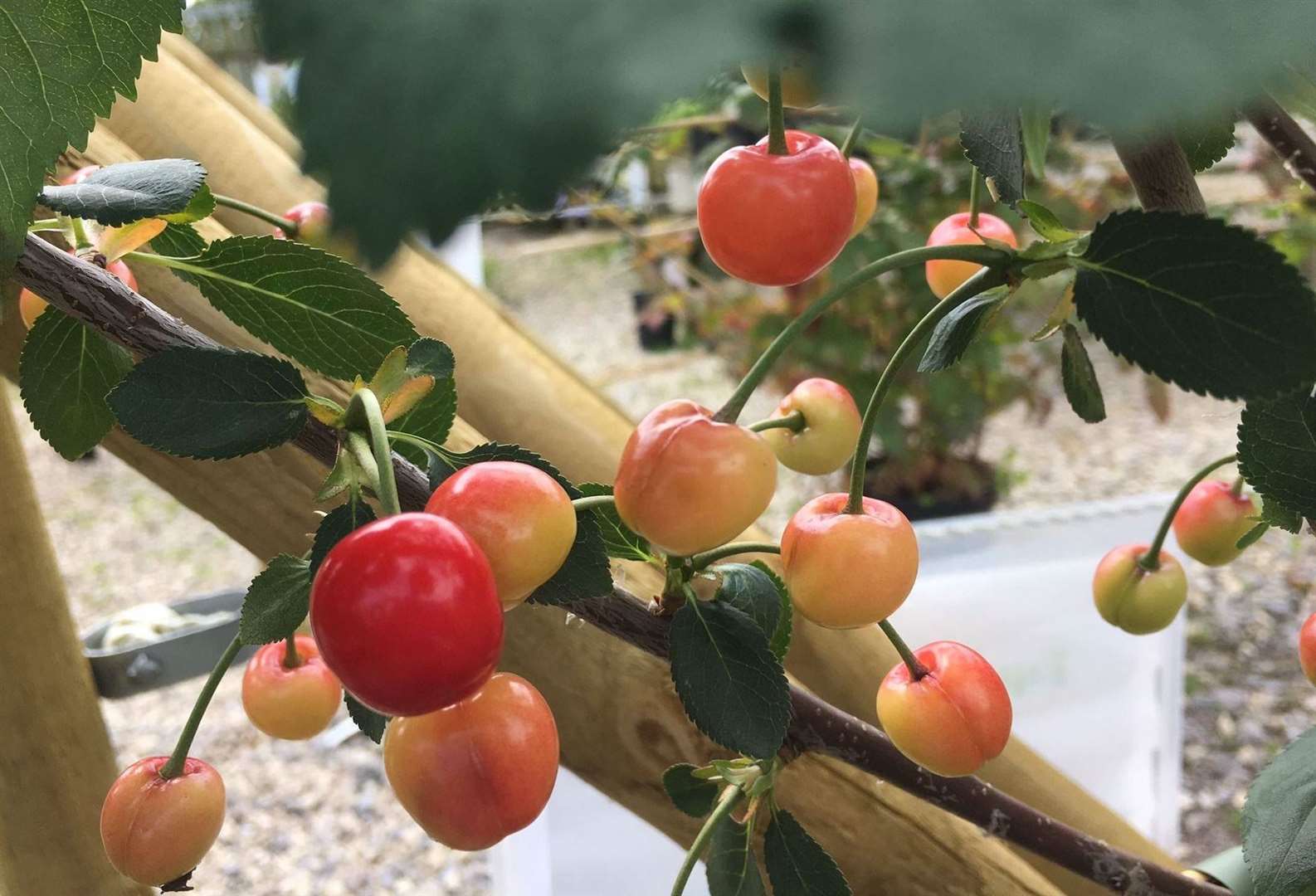Cherries at Brogdale Collections in Faversham. Picture: Brogdale Collections
