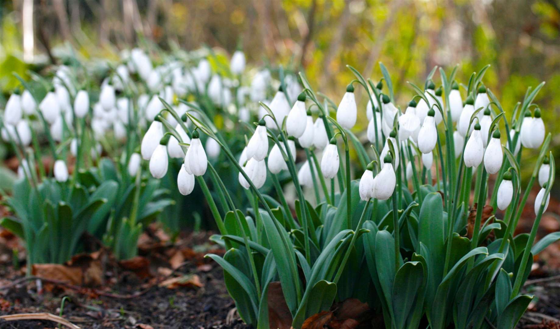 The Snowdrop Sensation is one of Great Comp’s most popular events of the year. Picture: Great Comp