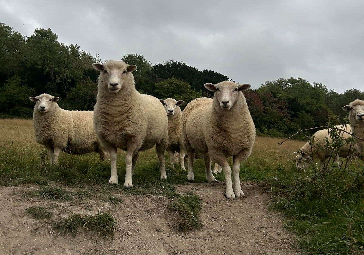 A number of sheep at the Chatham field used by George. Picture: Highview Lamb Boxes