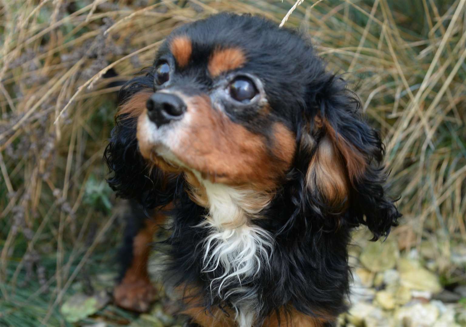 Billy the King Charles Spaniel. Picture: Chris Davey... (5327247)