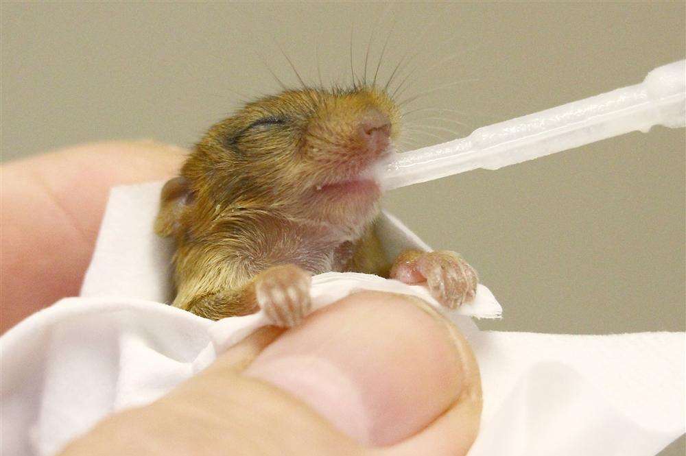 Baby dormouse battling for life at Wildwood