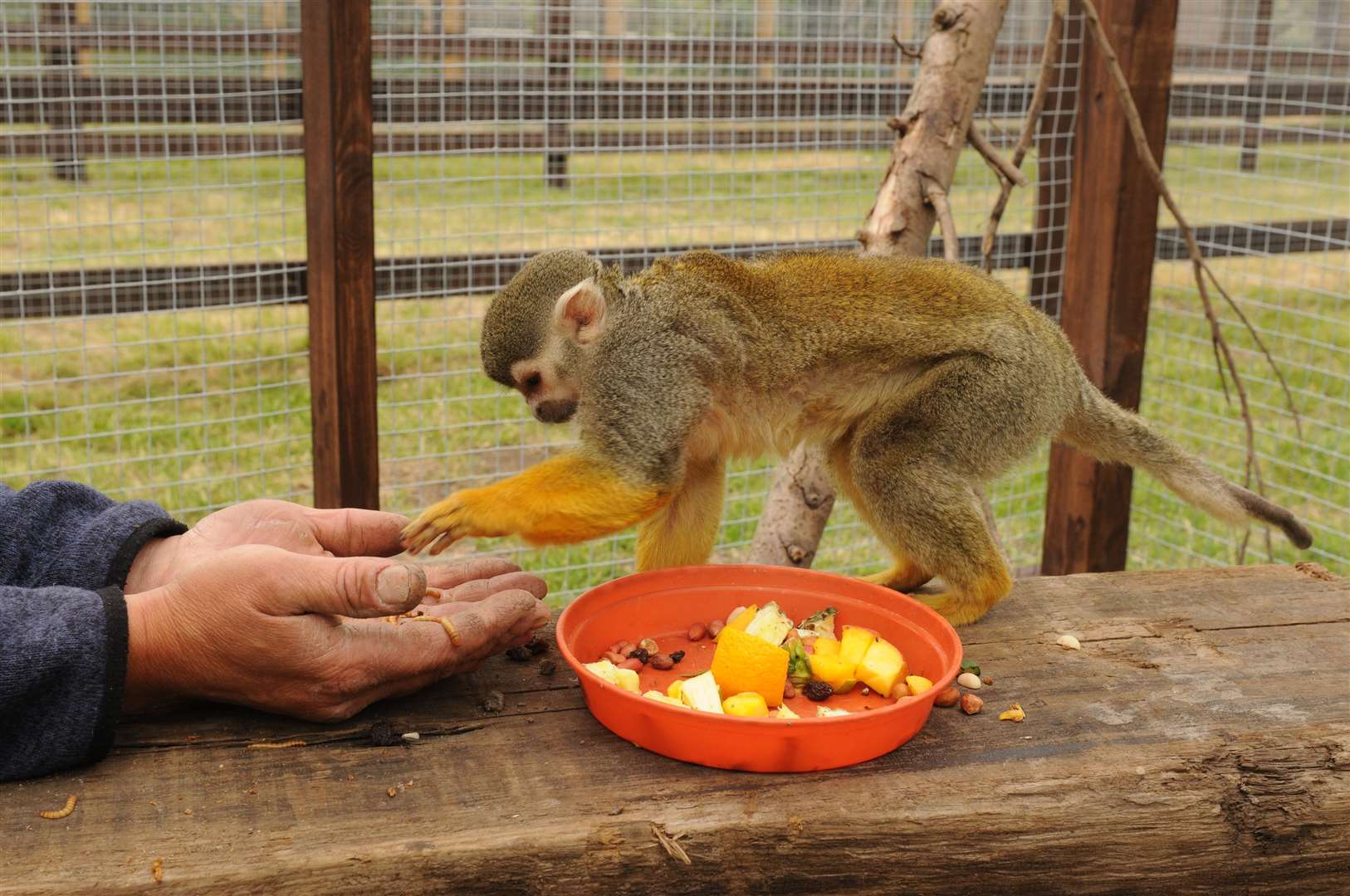 Bebe the Squirrel Monkey at Fenn Bell Zoo. Picture: Steve Crispe