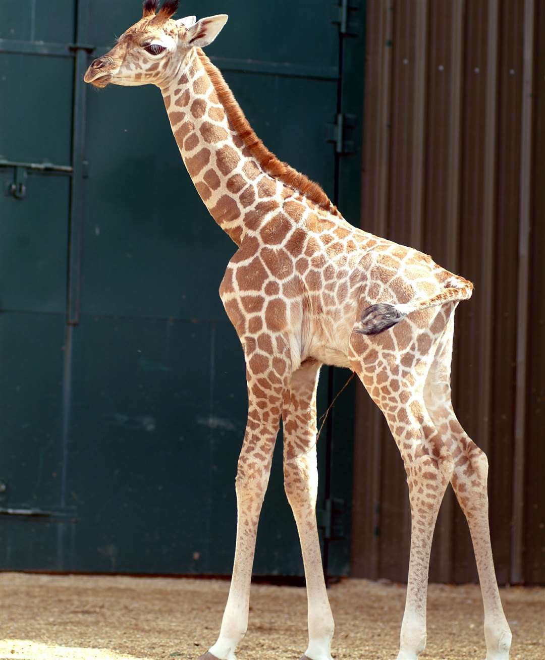 Another giraffe born at the reserve in 2006