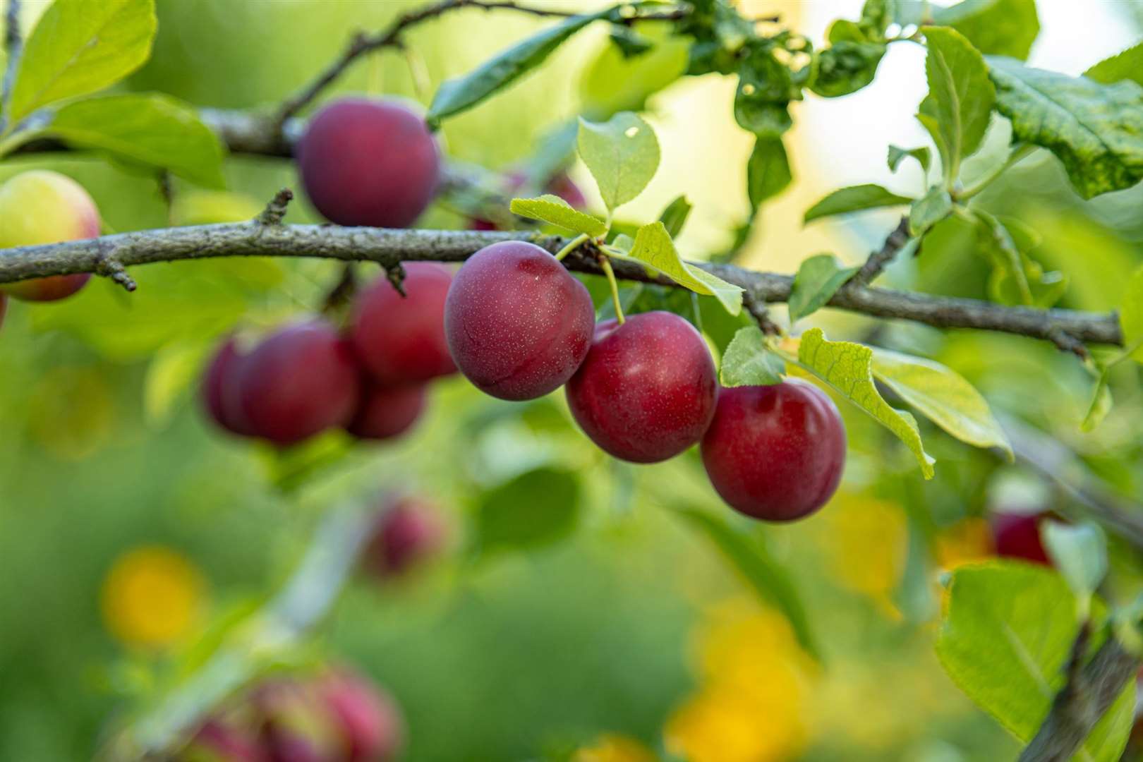 There is a huge variety of plums in different shades of reds and purples at Brogdale. Picture: iStock