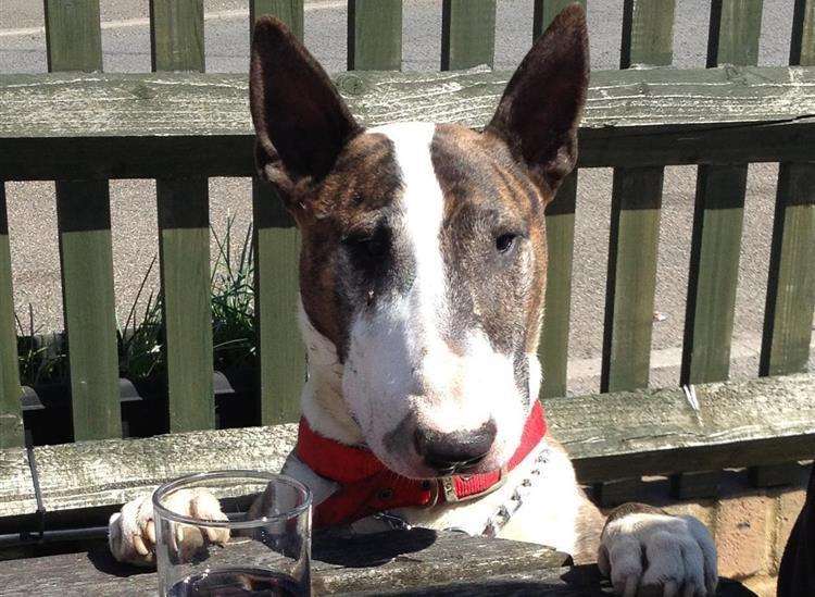 English bull terrier Dave was attacked with a samurai sword