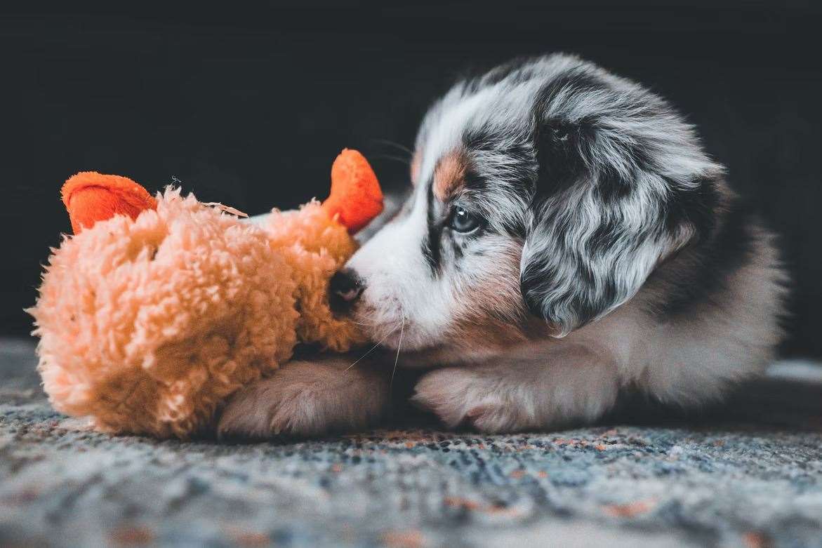 Toys are a good way to keep your pup distracted and not feel lonely. Picture: Unsplash