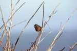 A Dartford Warbler
