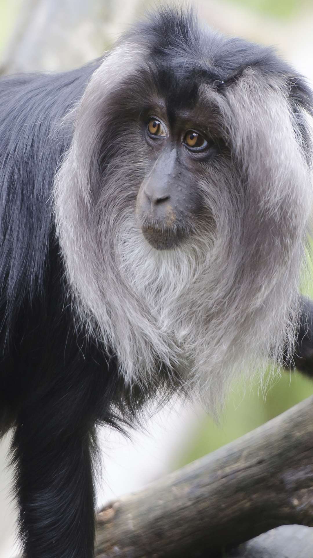 A lion-tailed macaque monkey. Picture: Library image