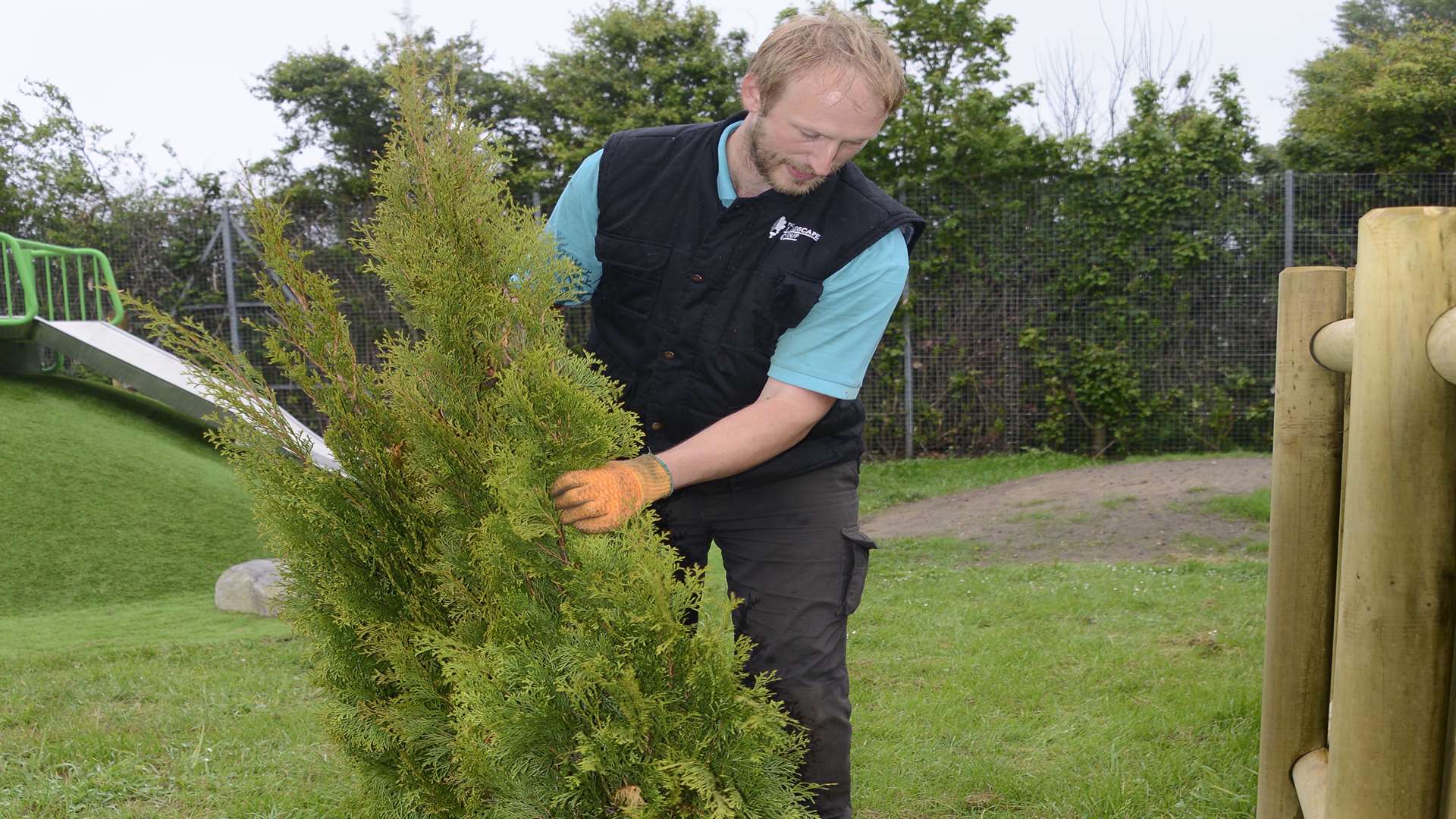 Deal North Park, Matthew Hutchings of The Landscape Group collects up the uprooted conifers in the Childrens play area to replant them