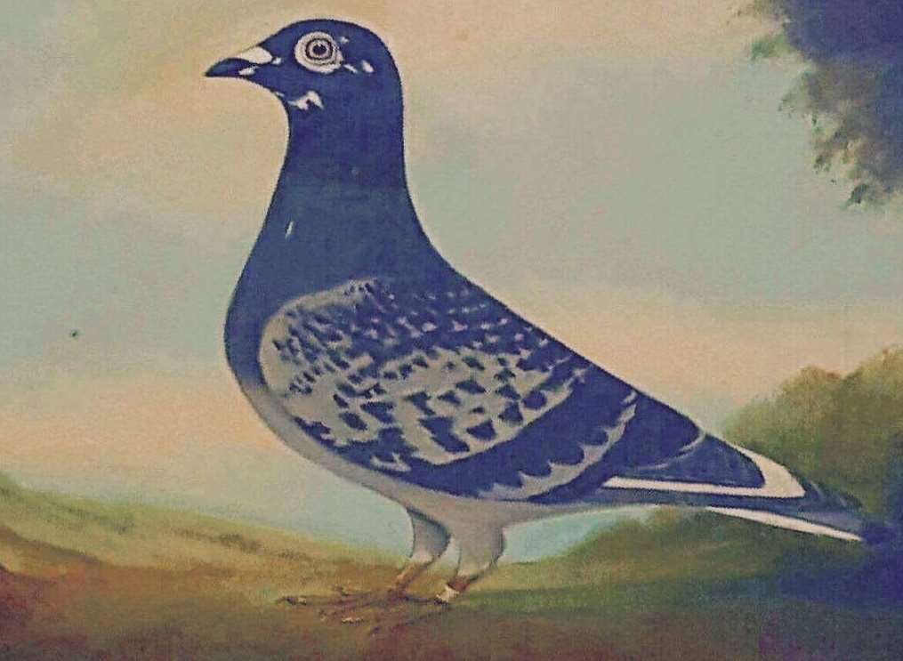 One of the pigeon paintings