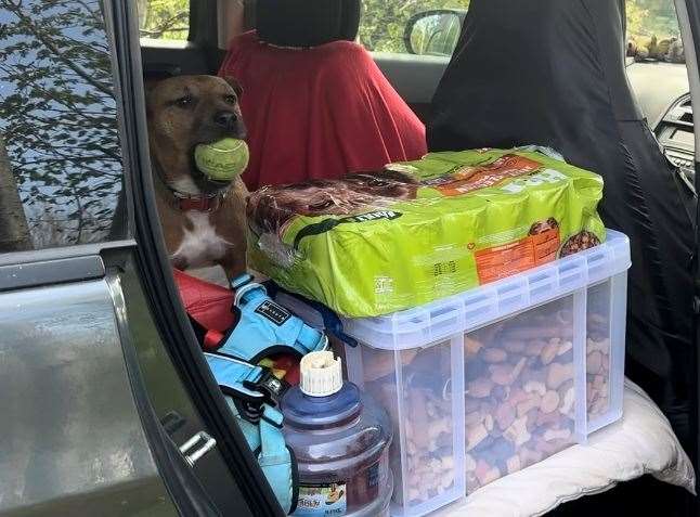 Paul Growns ensures the dogs have ample food and water inside the car where they live