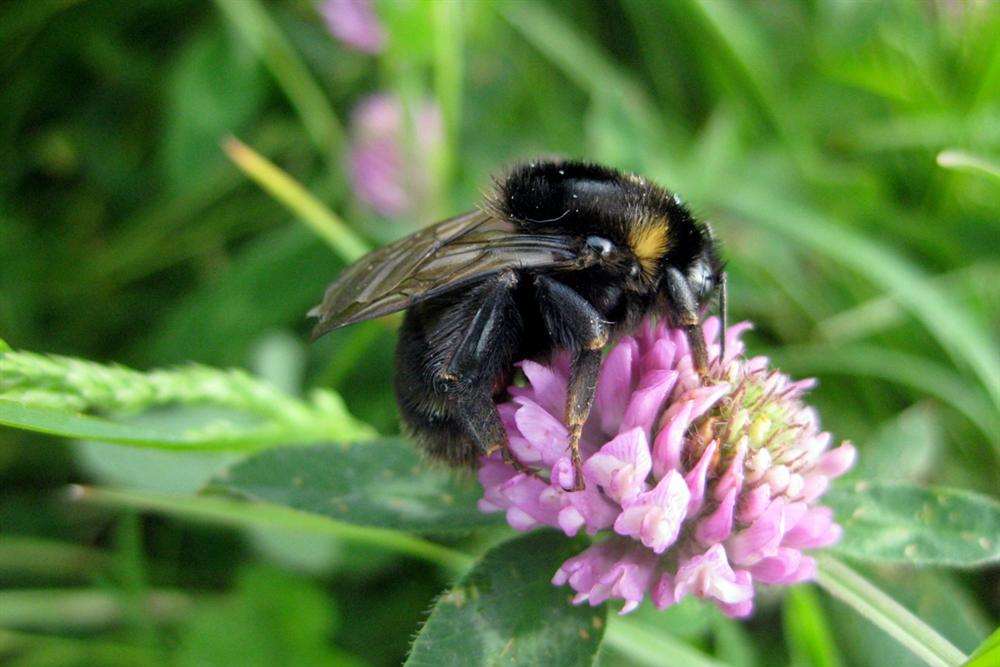The short-haired bumblebee, back on Romney Marsh after extinction in the UK. Picture by Nik Shelton.