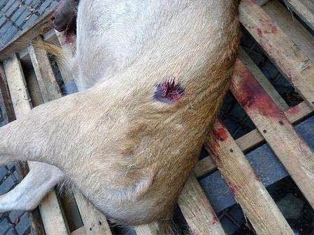 A gunshot wound suffered by one of the deers at Boughton Monchelsea Place estate near Maidstone