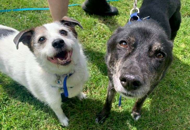 The pair are looking for their forever home