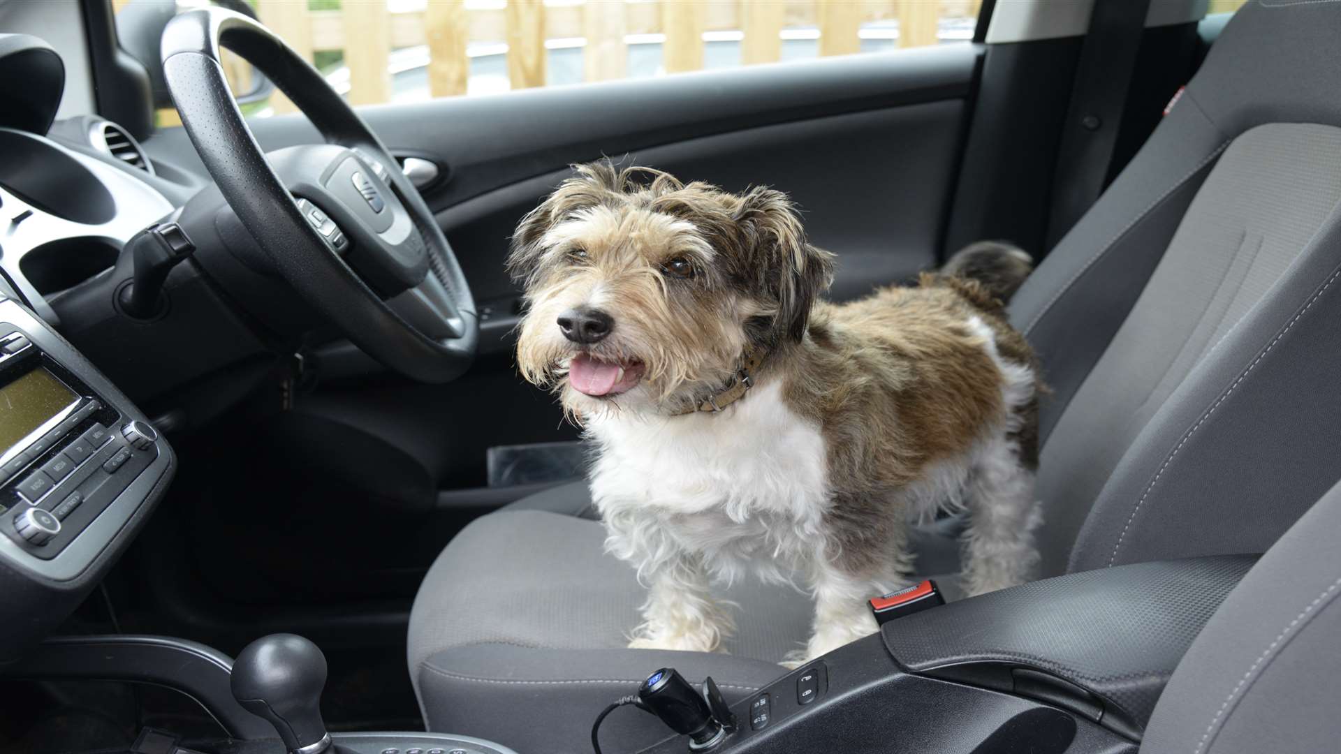 Police are warning owners not to leave their dogs in the car - even for 20 minutes. Stock image