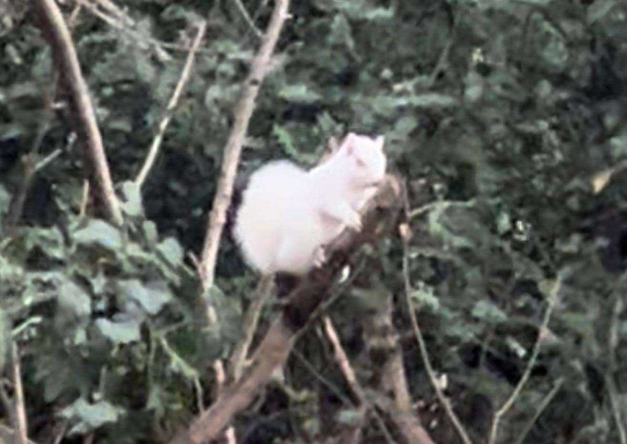 The rare white squirrel was spotted near Hempstead Valley Shopping Centre in Gillingham
