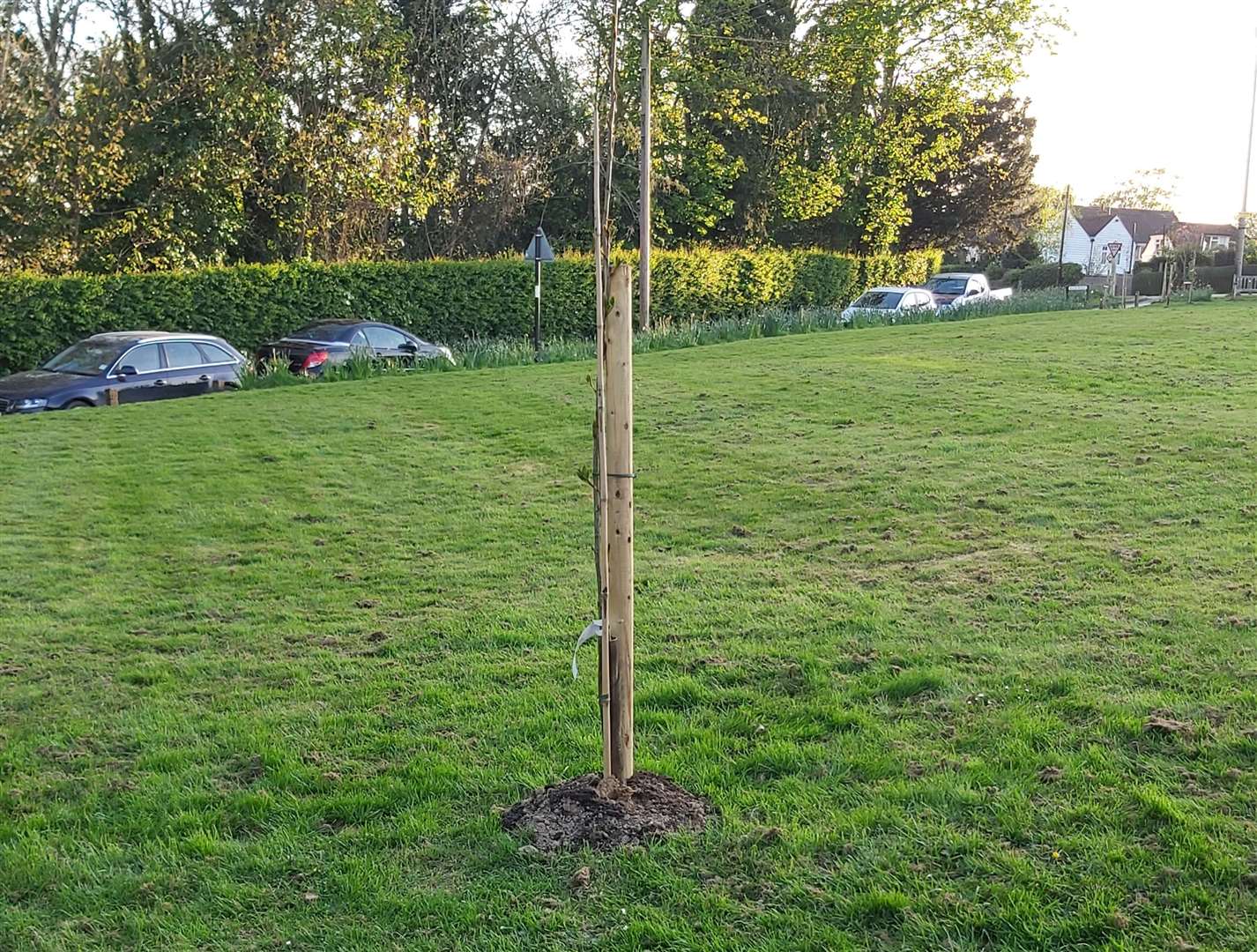 New trees in a village green in Sandhurst. Picture: Helen Rutherford