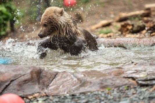 Boki the Bear. Picture: Wildwood Trust