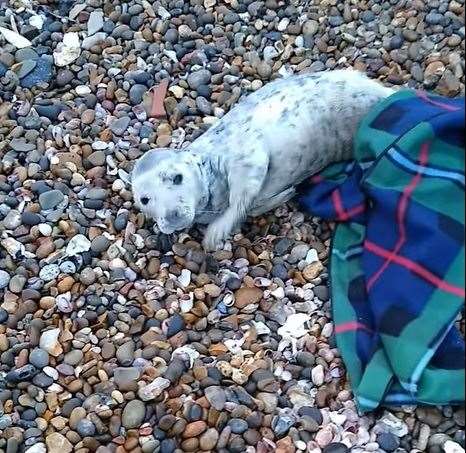 Seal pup rescued from The Leas at Minster, Sheppey, on Thursday morning. Picture: Bernie Austin