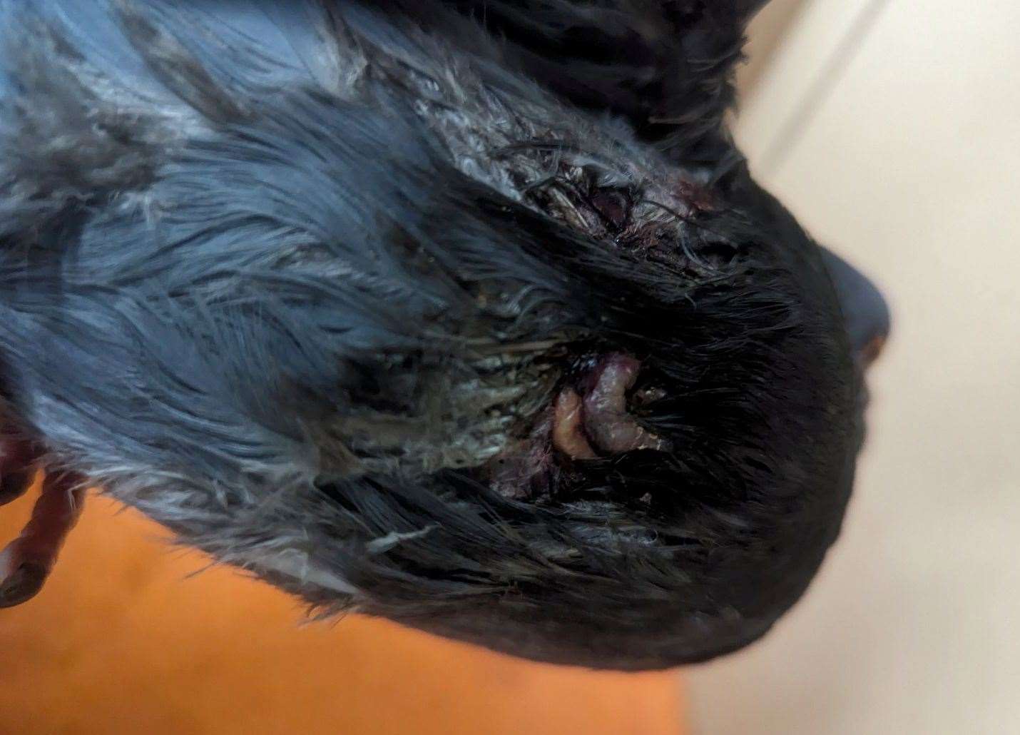 The pigeon was fatally injured. Picture: RSPCA