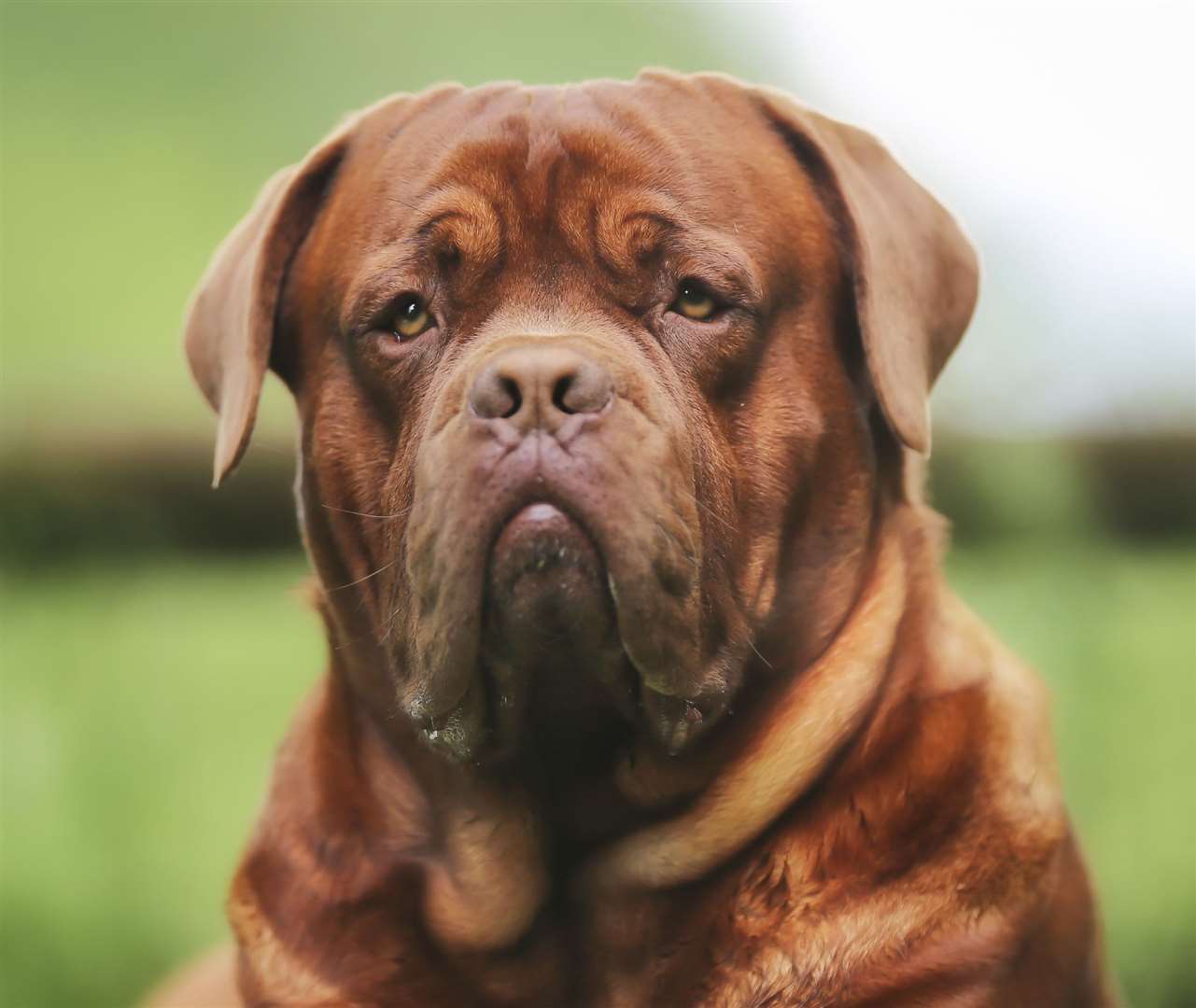 A variety of different dogs like French mastiffs can be found at RSPCA centres. Picture: Bigandt Photography/istock.com
