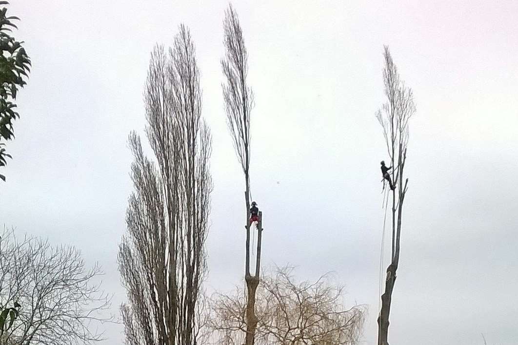Residents saw the tree surgeons at work.
