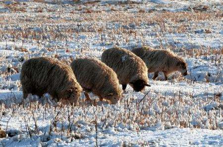Sheep graze through the snow across Elmley marshes