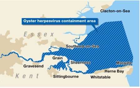 Oyster virus map