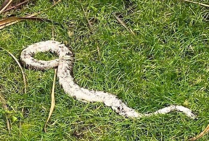 The dead python in the garden of the home of the Hill family in High Street, Rainham. Picture: Samantha Hill