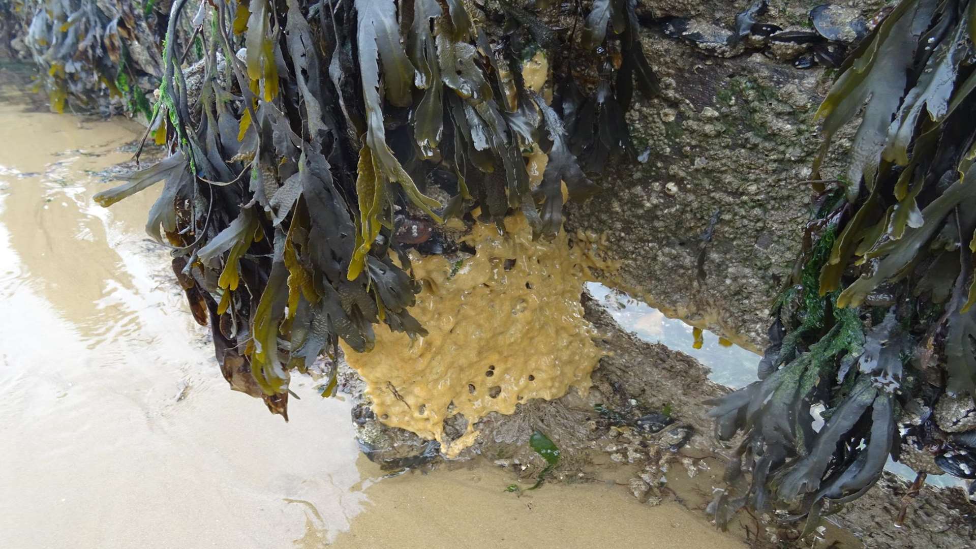 Deadly palm oil has been found at Herne Bay beach.