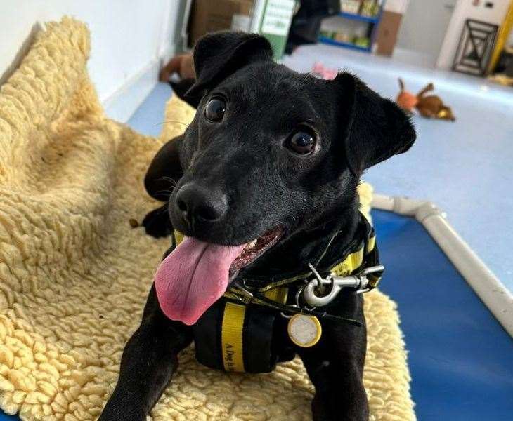 Percy is a Patterdale terrier cross. Pic: Dogs Trust